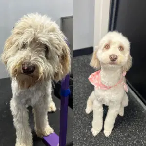 Dog Grooming - Playtime Pet Resort Dog grooming before and after