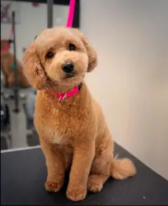 dog after grooming
