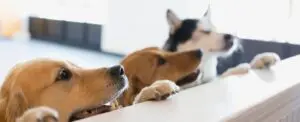 Playtime Pet Resort dog daycare pickup process in Exeter, NH