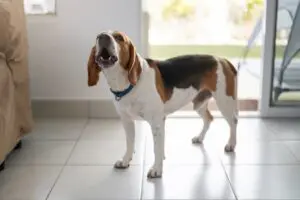 Beagle dog barking near a house asking for play and attention