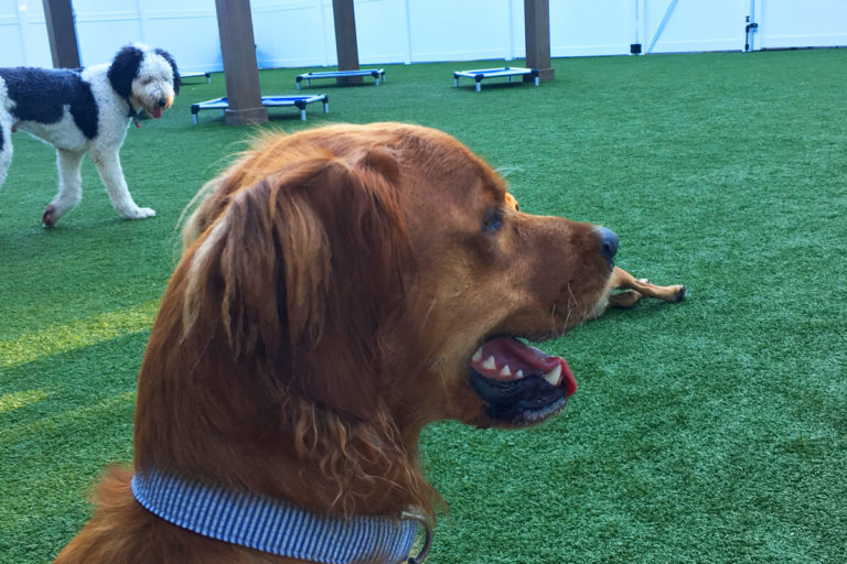 About Playtime Pet Resort Serving Philadelphia & King of Prussia PA