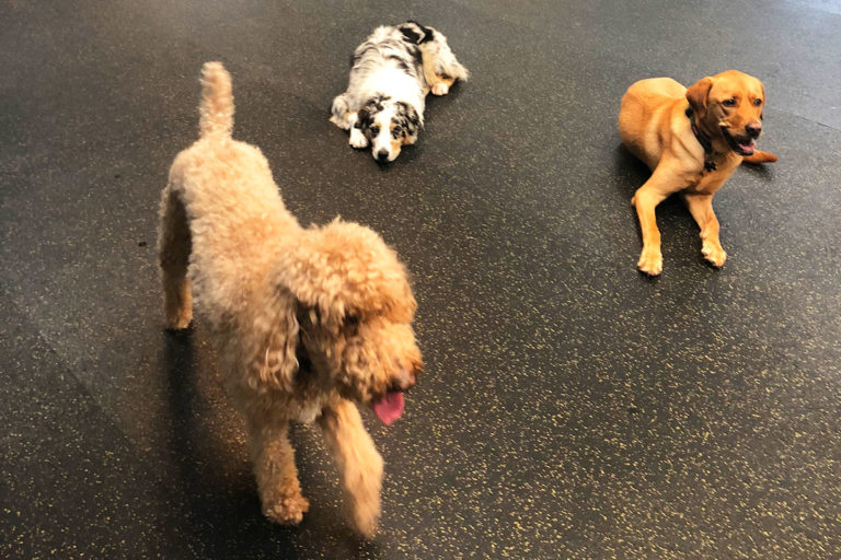 About Playtime Pet Resort Serving Philadelphia & King of Prussia PA