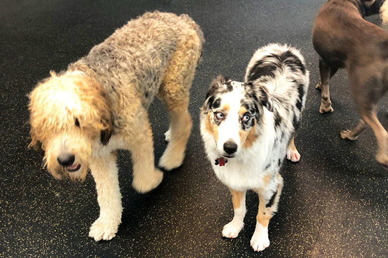 About Playtime Pet Resort Serving Philadelphia & King of Prussia PA