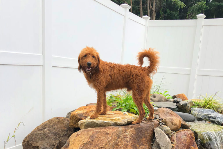 About Playtime Pet Resort Serving Philadelphia & King of Prussia PA