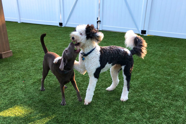 About Playtime Pet Resort Serving Philadelphia & King of Prussia PA