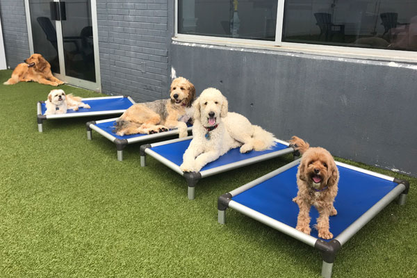 pet daycare near me for dogs