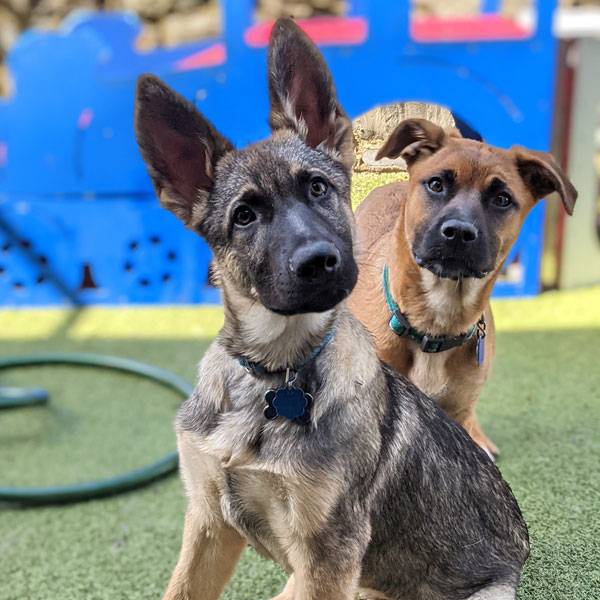 Image of two puppies in the play area