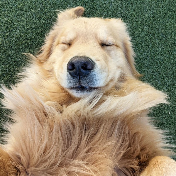 Image of a golden retriever on its back smiling at camera