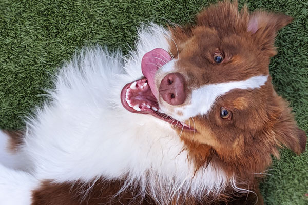 Image of a happy dog rolling over with its tongue out