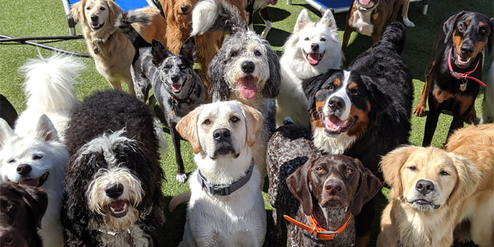 Image of a large group of dogs in the daycare play area