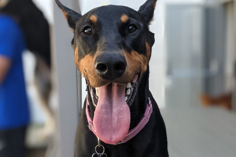 About Playtime Pet Resort Serving Philadelphia & King of Prussia PA