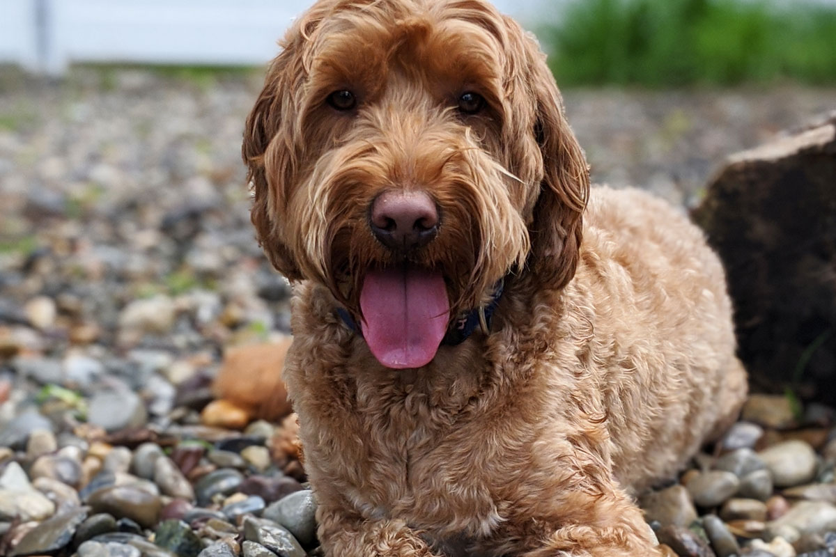 Photo of a groomed labradoodle sitting at the water park