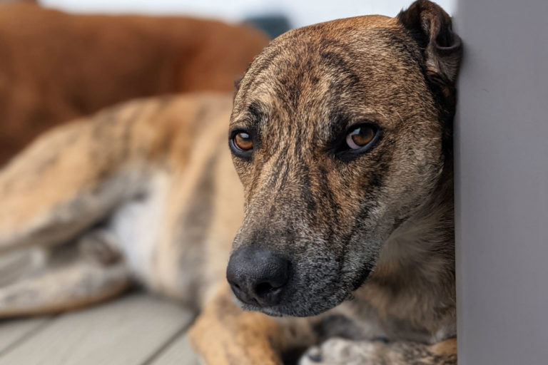 About Playtime Pet Resort Serving Philadelphia & King of Prussia PA