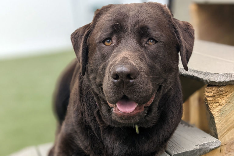 About Playtime Pet Resort Serving Philadelphia & King of Prussia PA