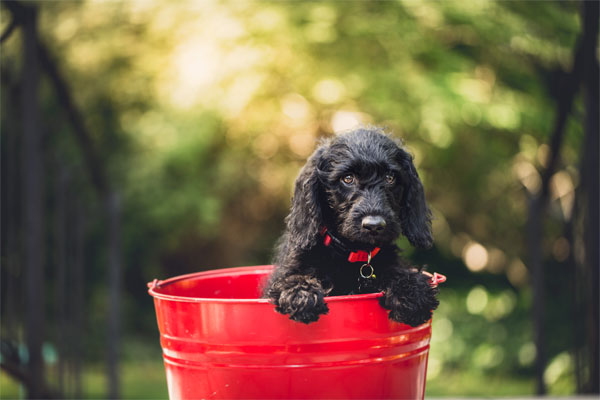 Image of a puppy sitting in a red bucket