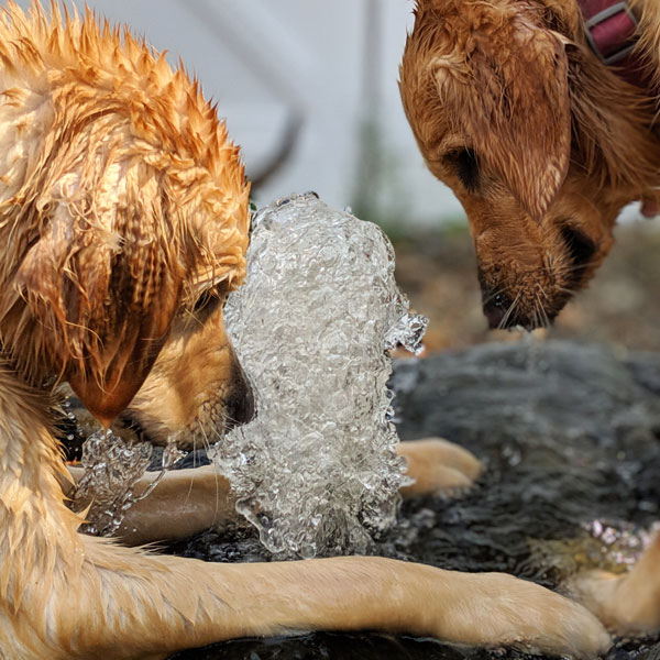 Image of two dogs playing at the water park