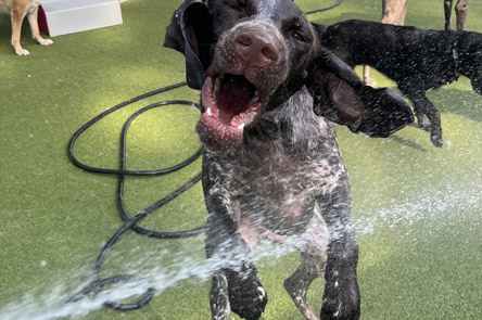 dog playing with water
