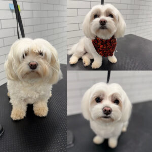 Dog grooming before and after