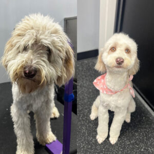 Dog grooming before and after
