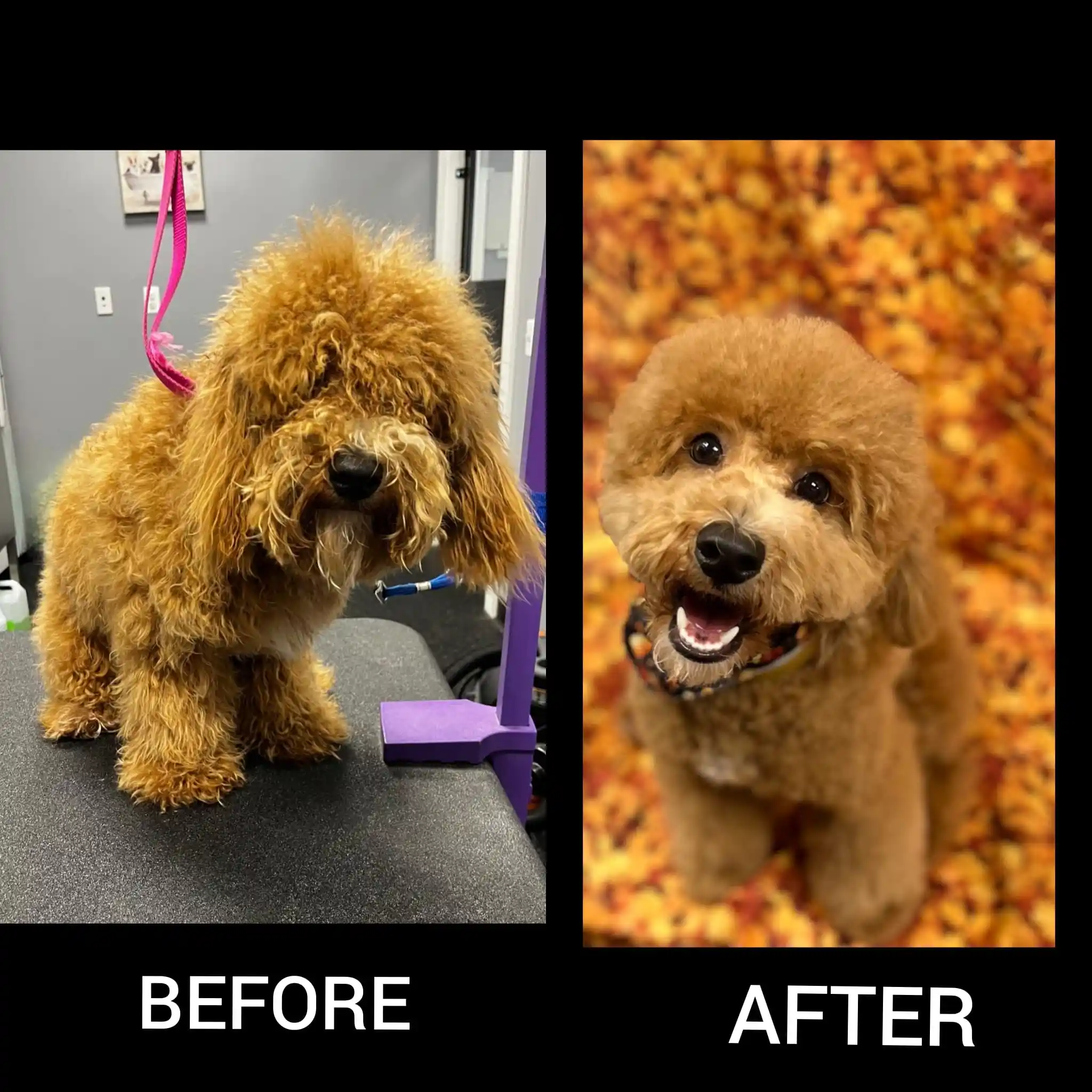 before and after dog grooming