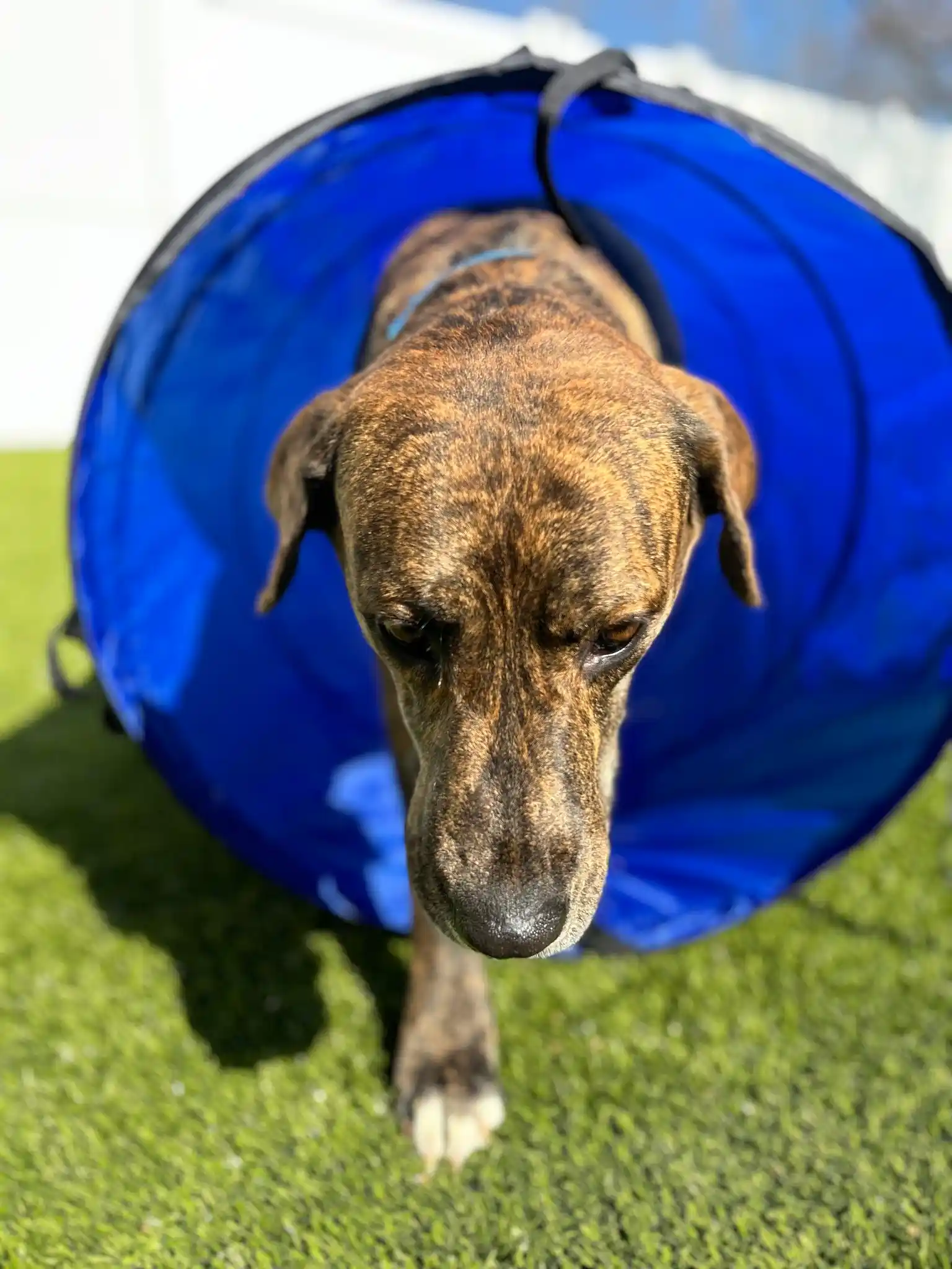 dog running out of tunnel