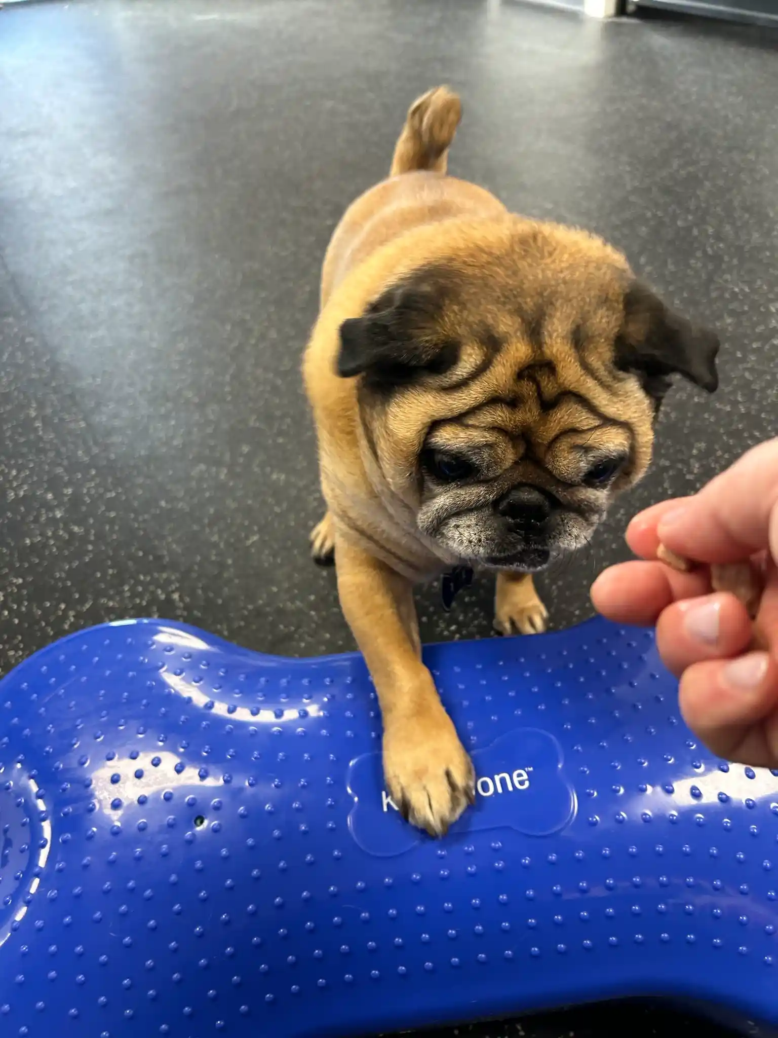 dog getting a treat