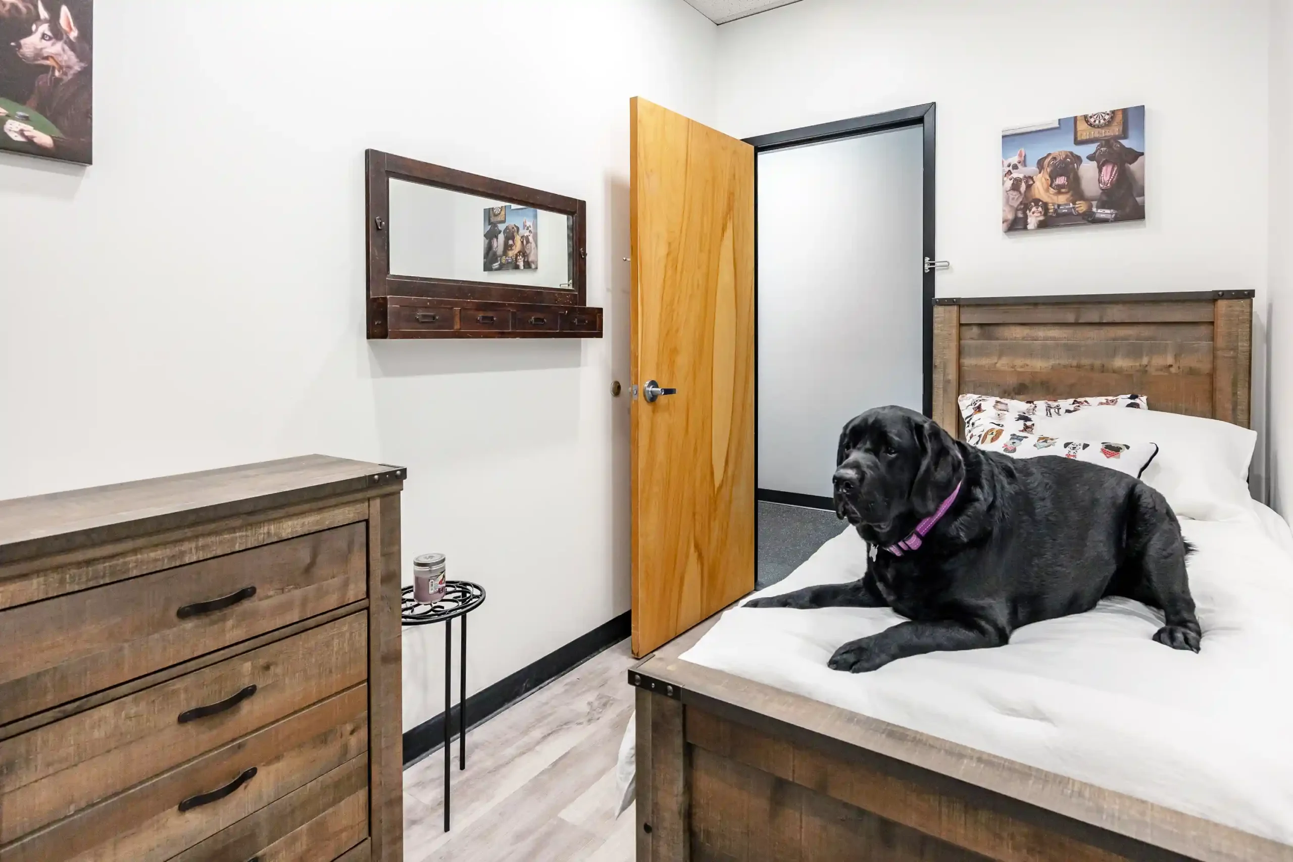dog patiently waiting in bed