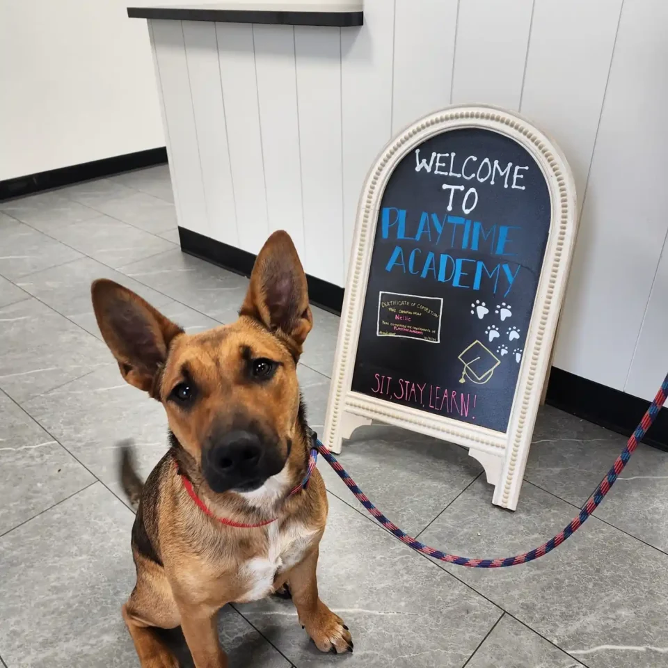 puppy being introduced to training