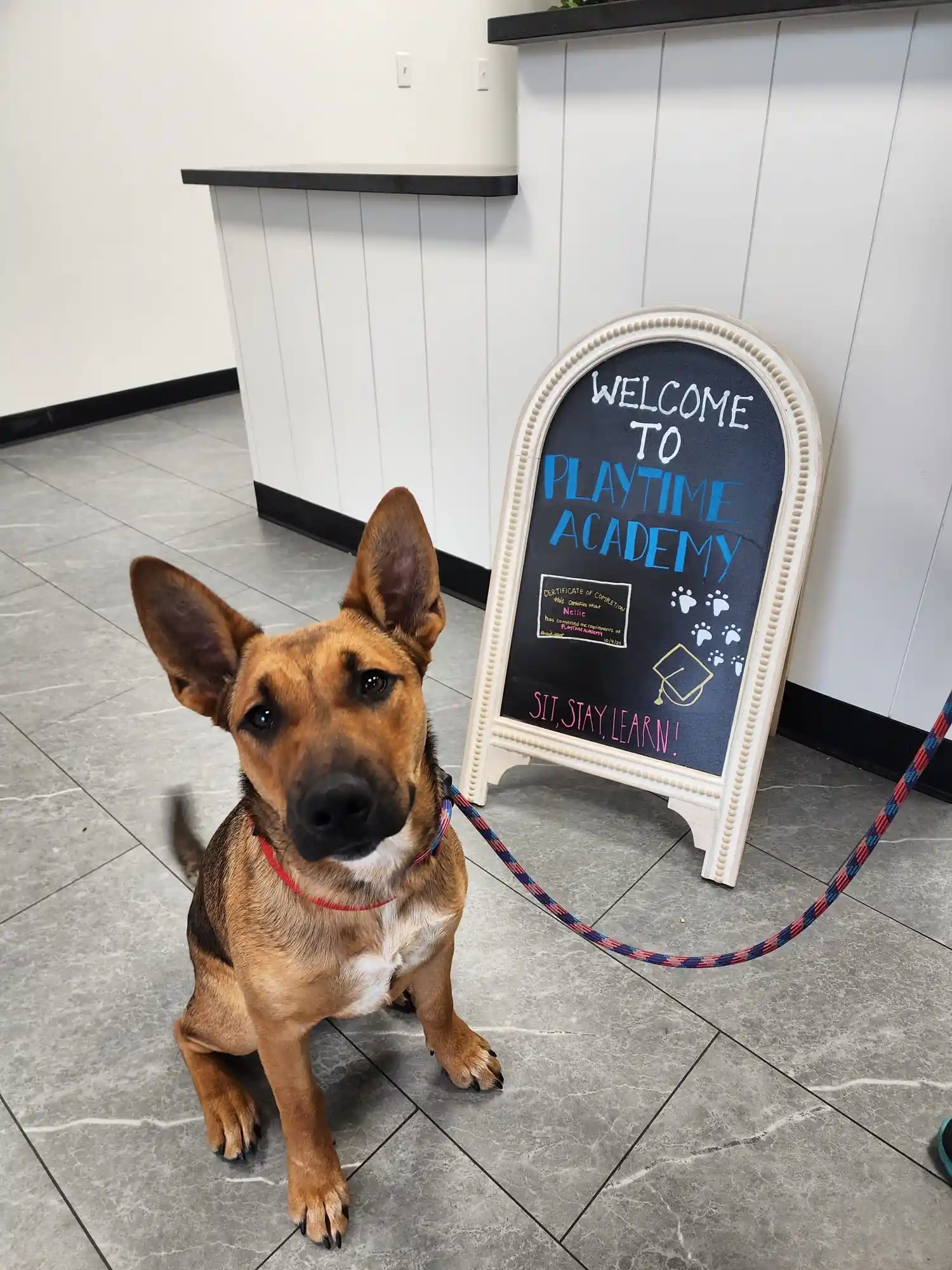 puppy being introduced to training