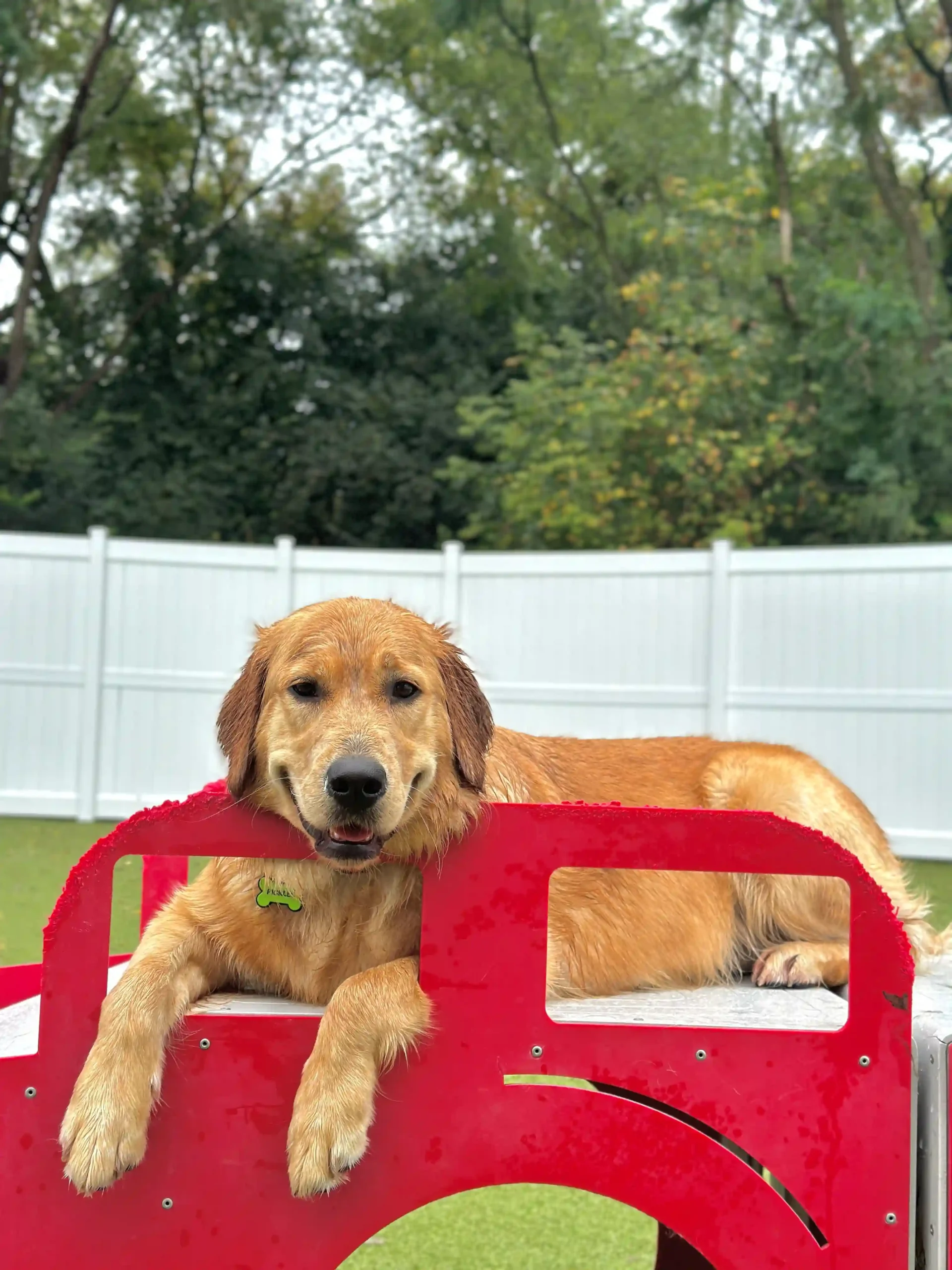 golden retriever napping outside