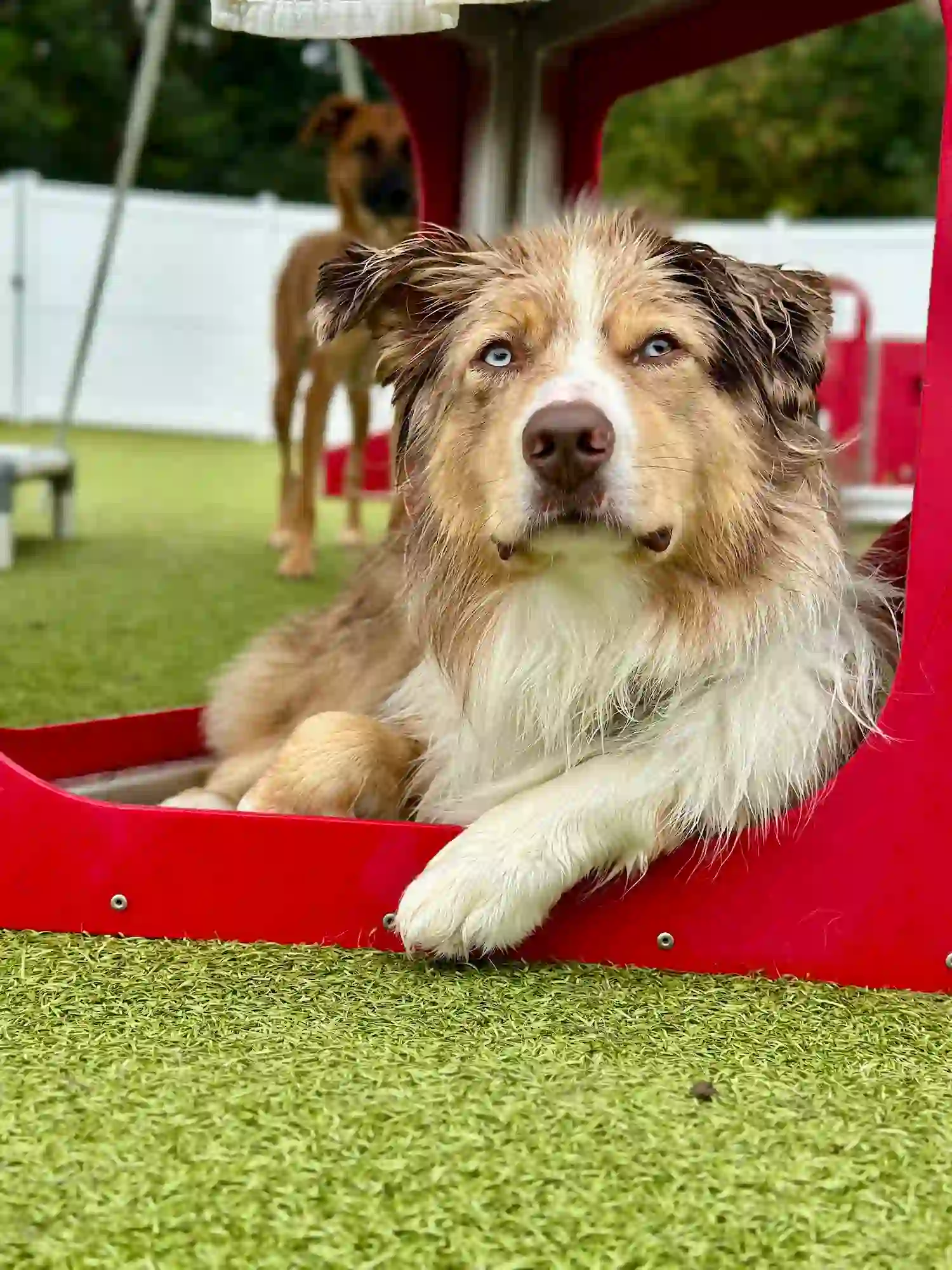 dog resting at daycare
