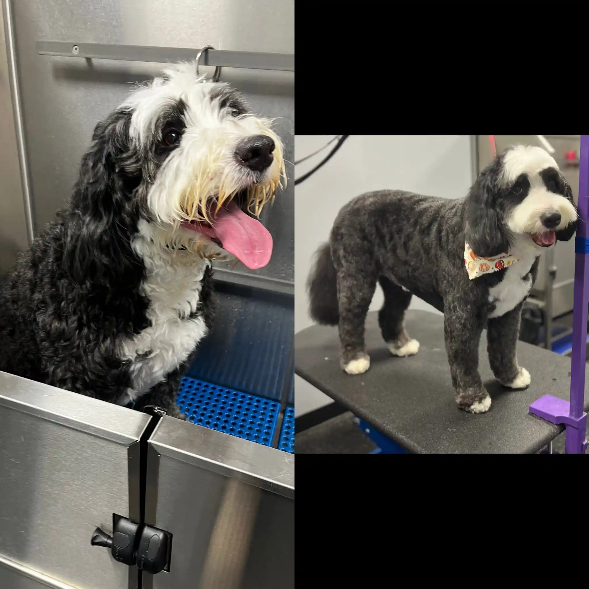 grooming before and after