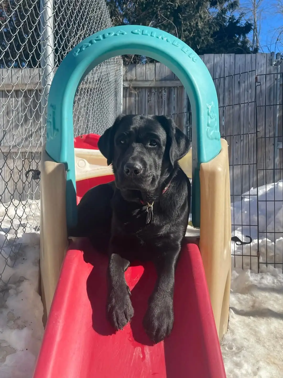 dog relaxing on top of a slide