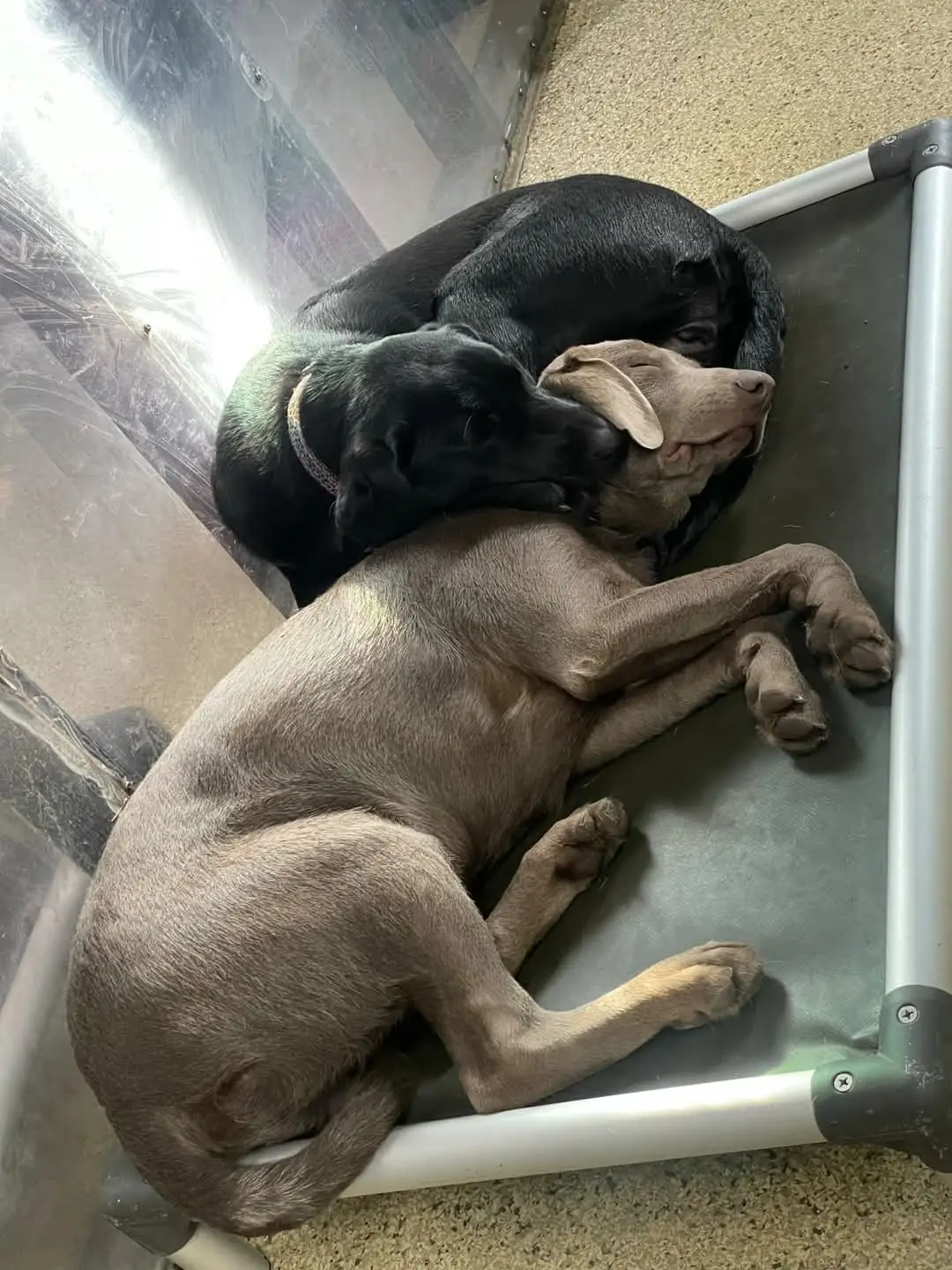 two dogs cuddling during nap time