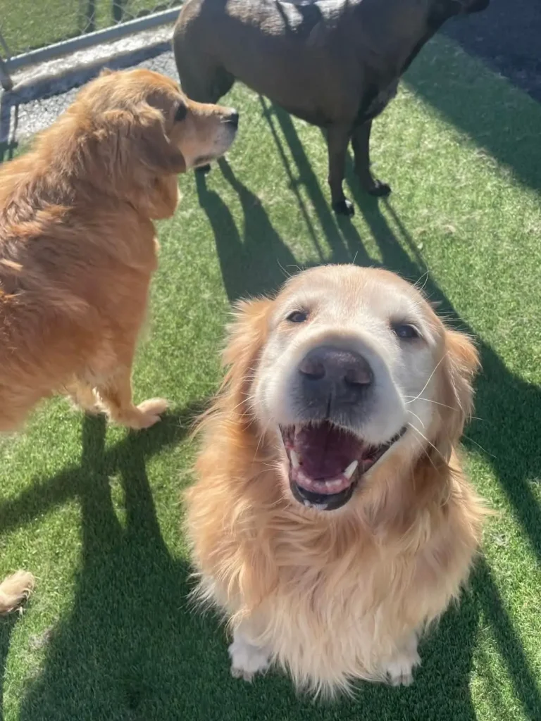 happy dog playing outside with friends