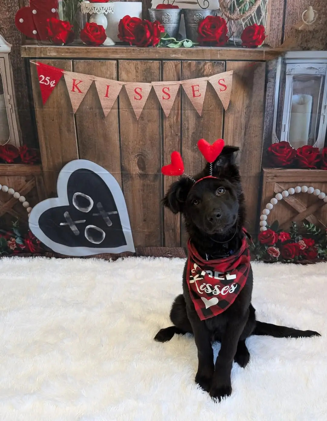 dog celebrating valentines day