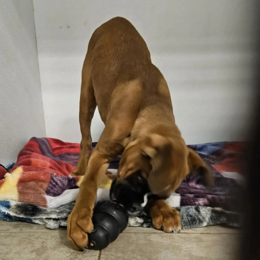 dog playing with toy stuffed with peanut butter
