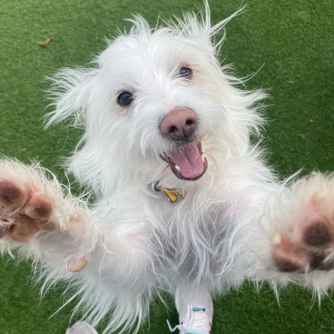 dog jumping up for pets