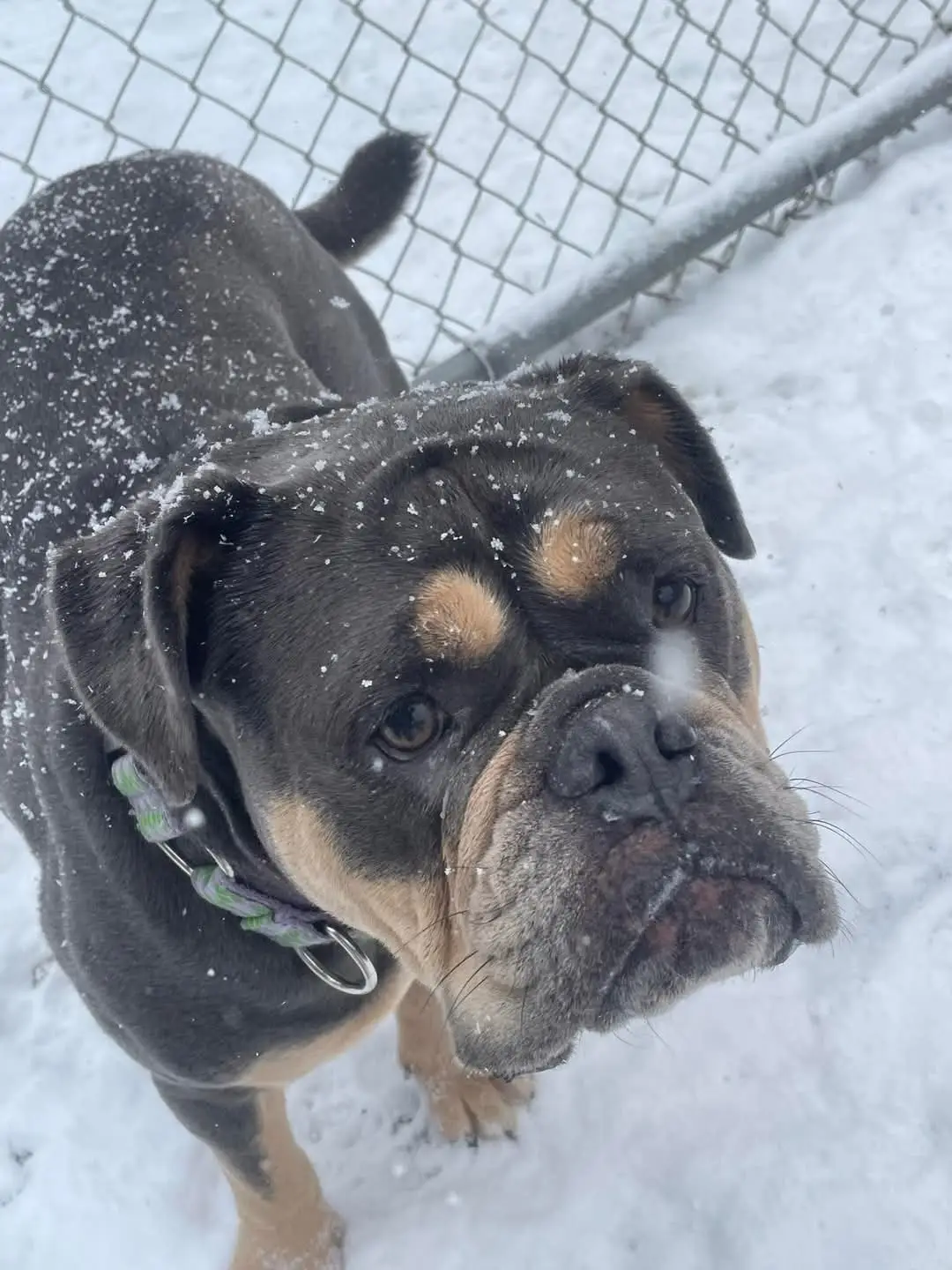 dog having fun outside in the snow