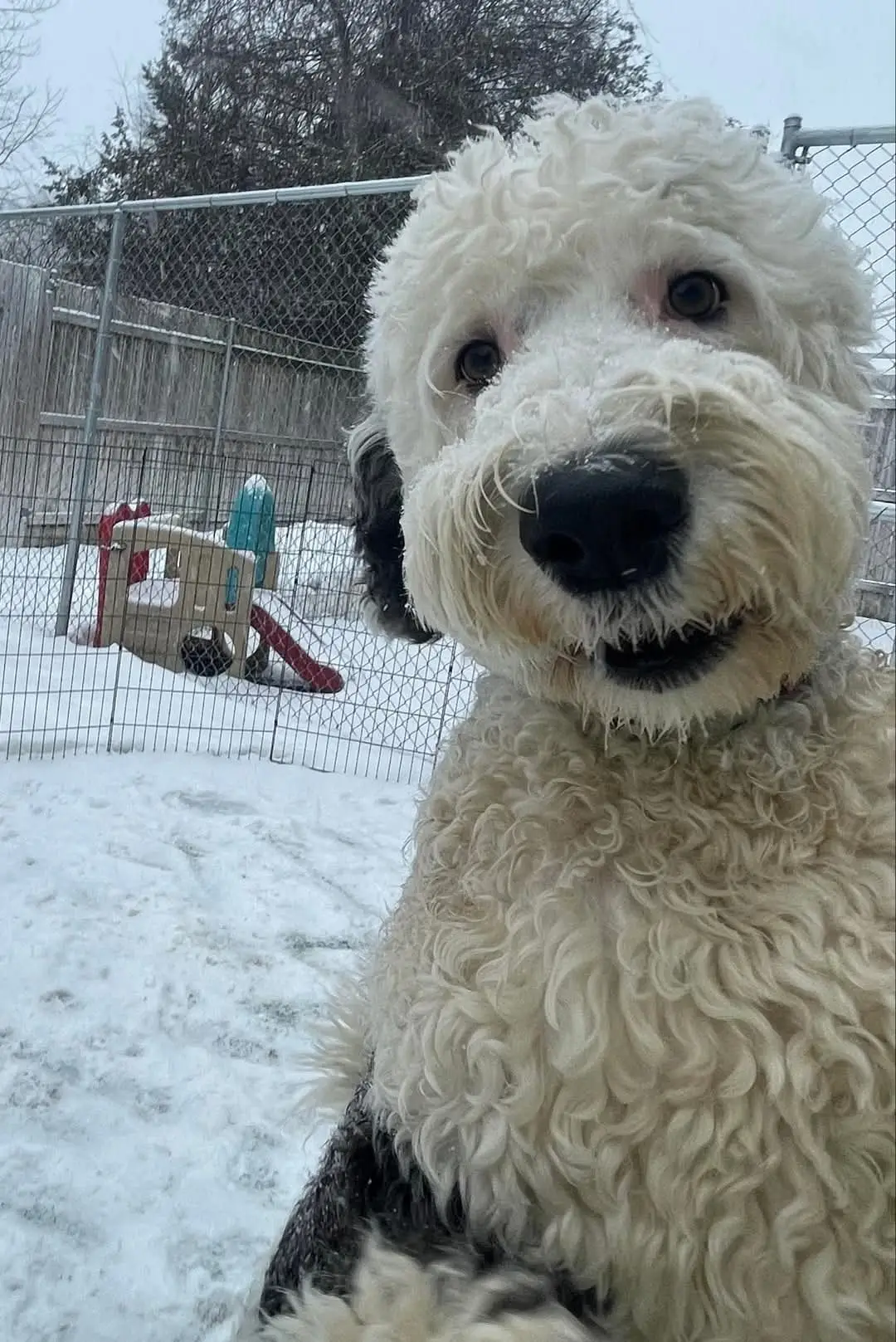 dog relaxing out in the snow