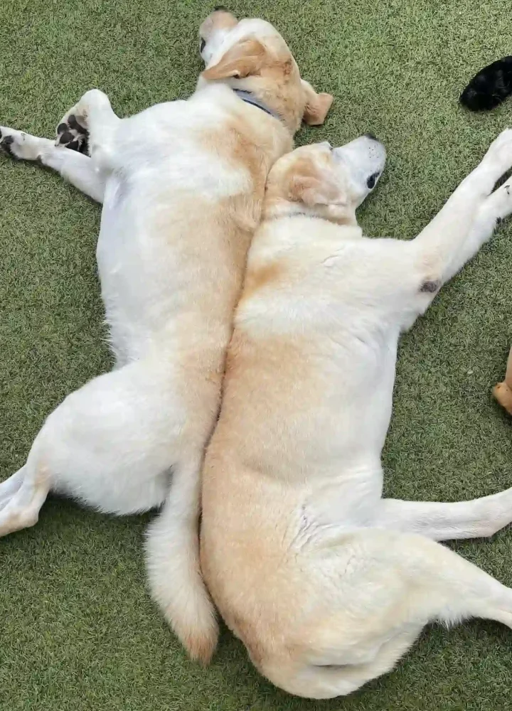 two dogs laying down next to each other