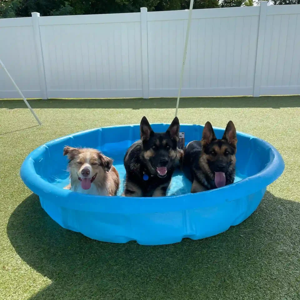 dogs playing in swimming pool
