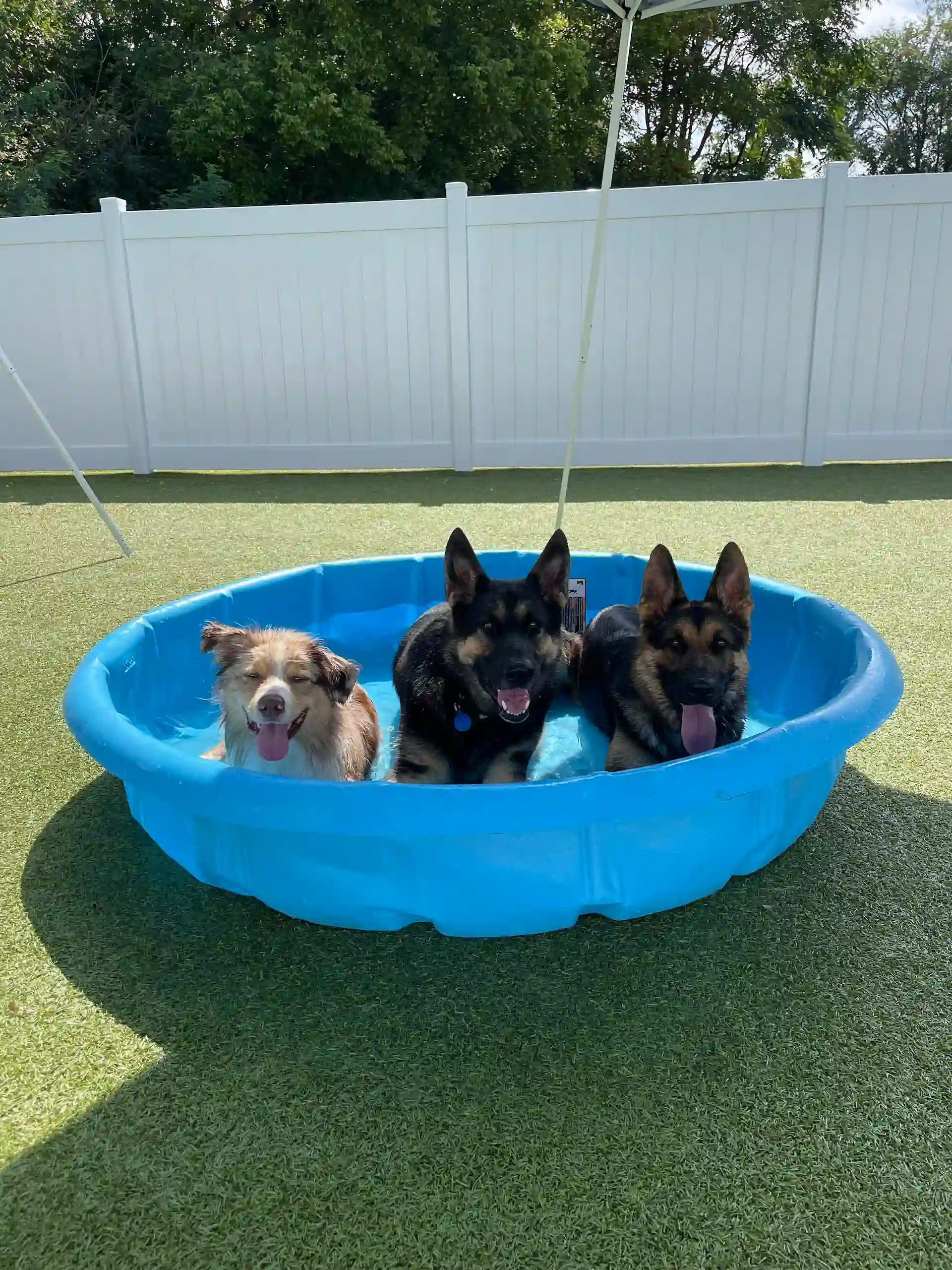 dogs playing in swimming pool