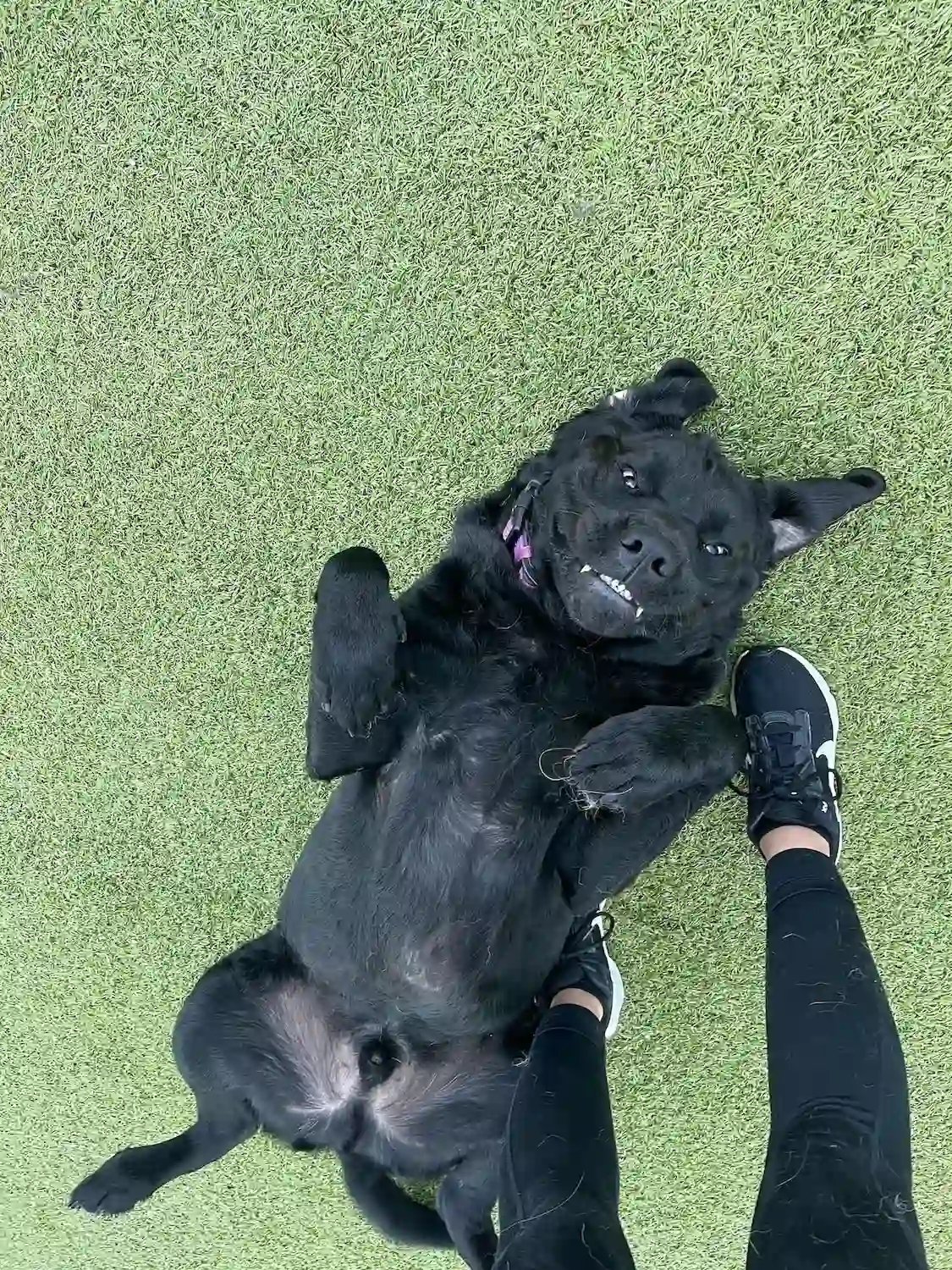 dog waiting for belly rubs