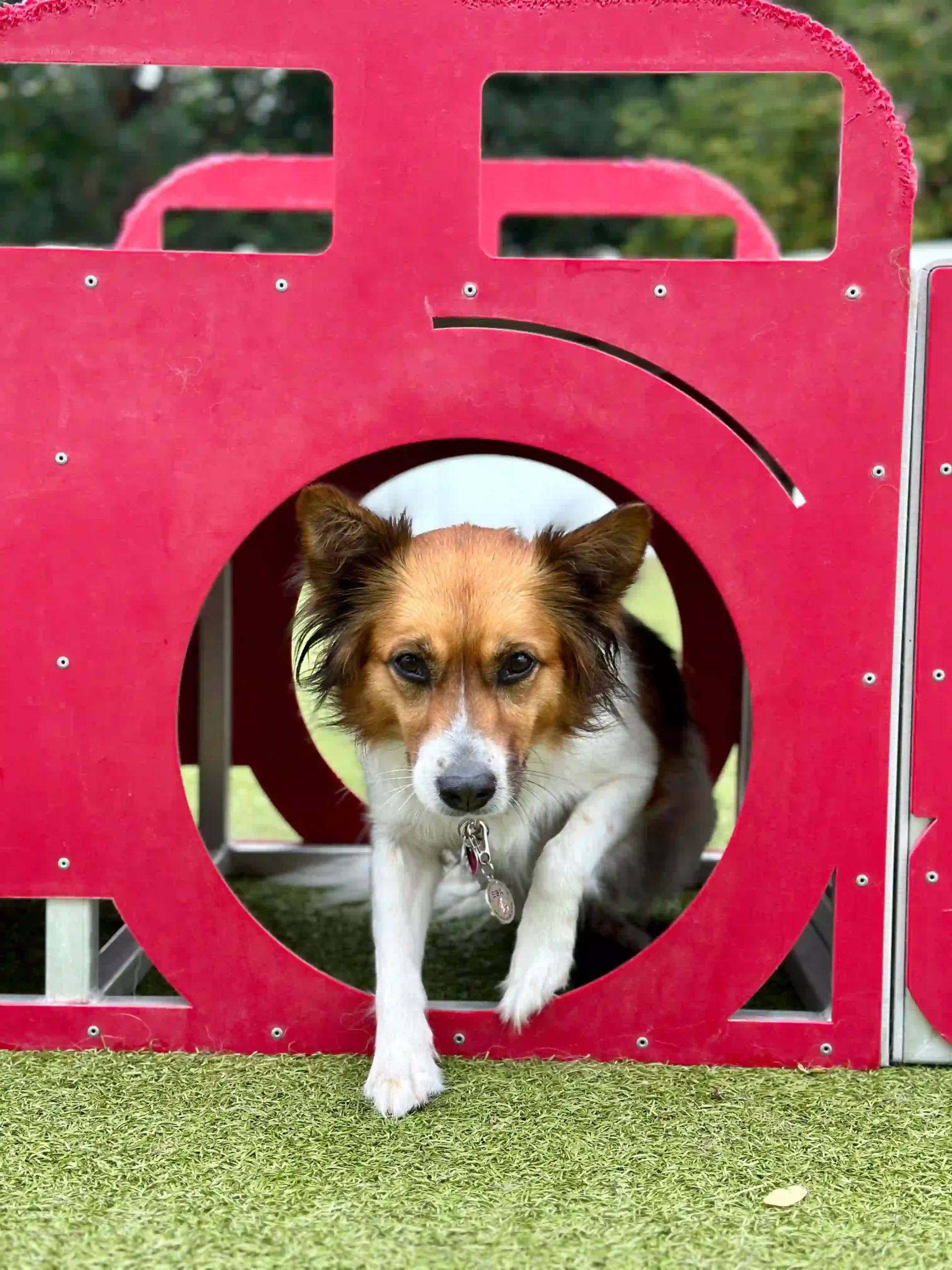 dog playing through the tunnels