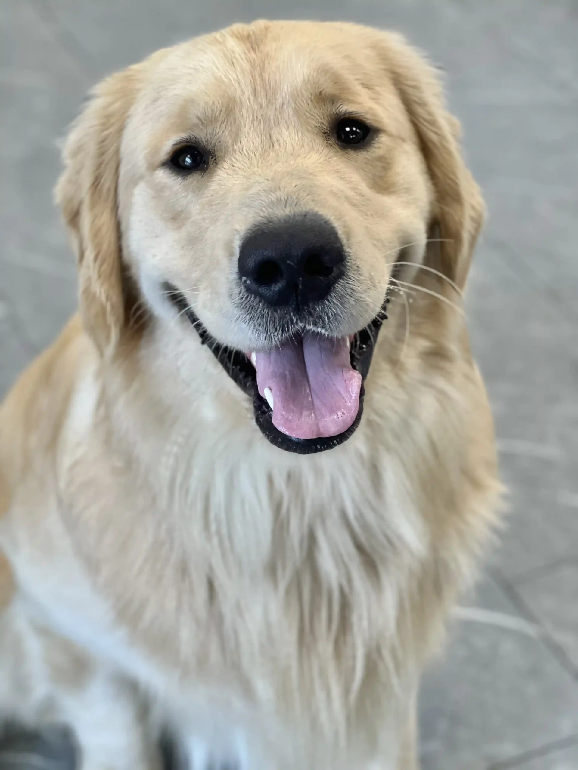 golden retriever smiling