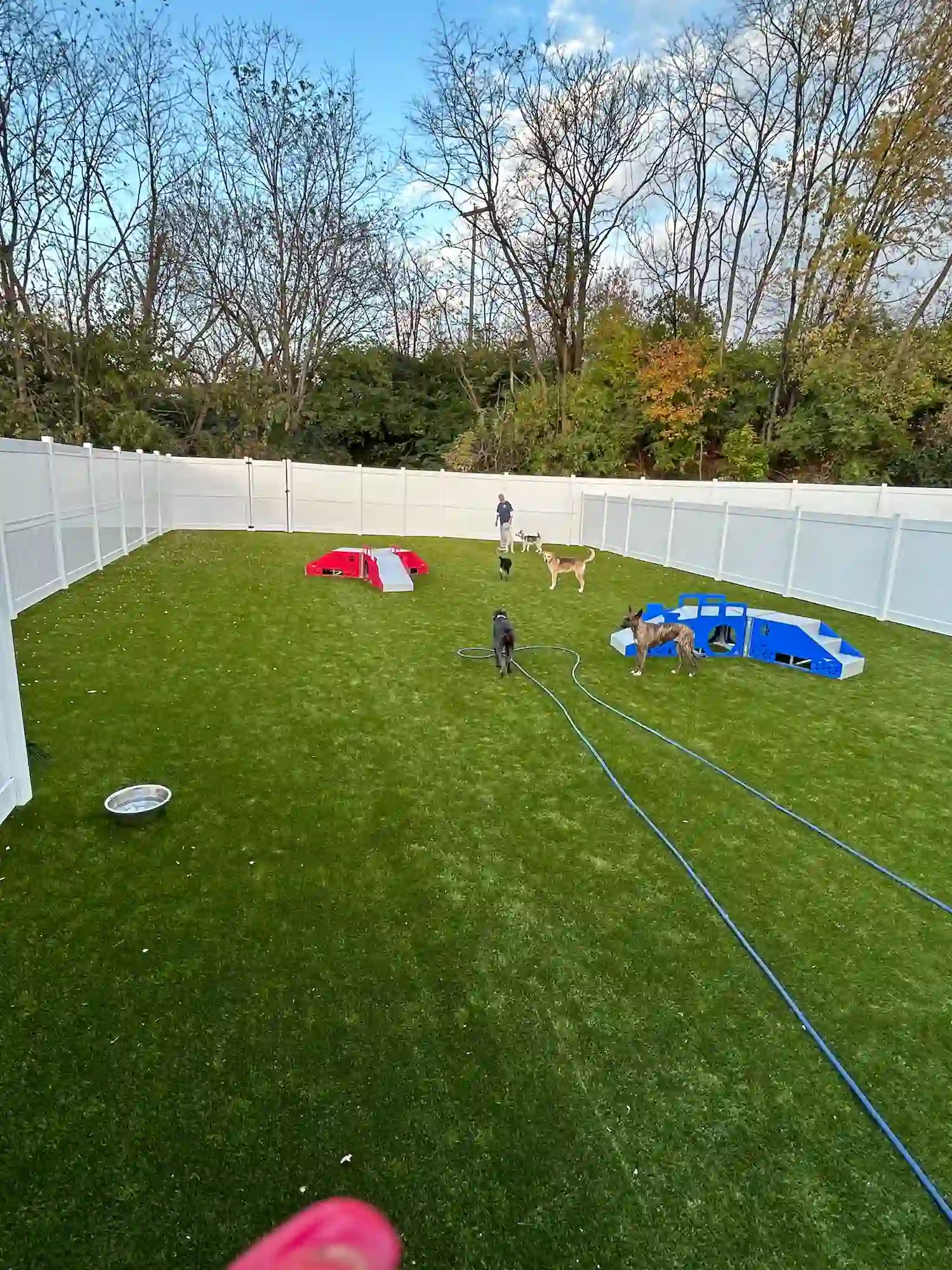 yard with dogs playing
