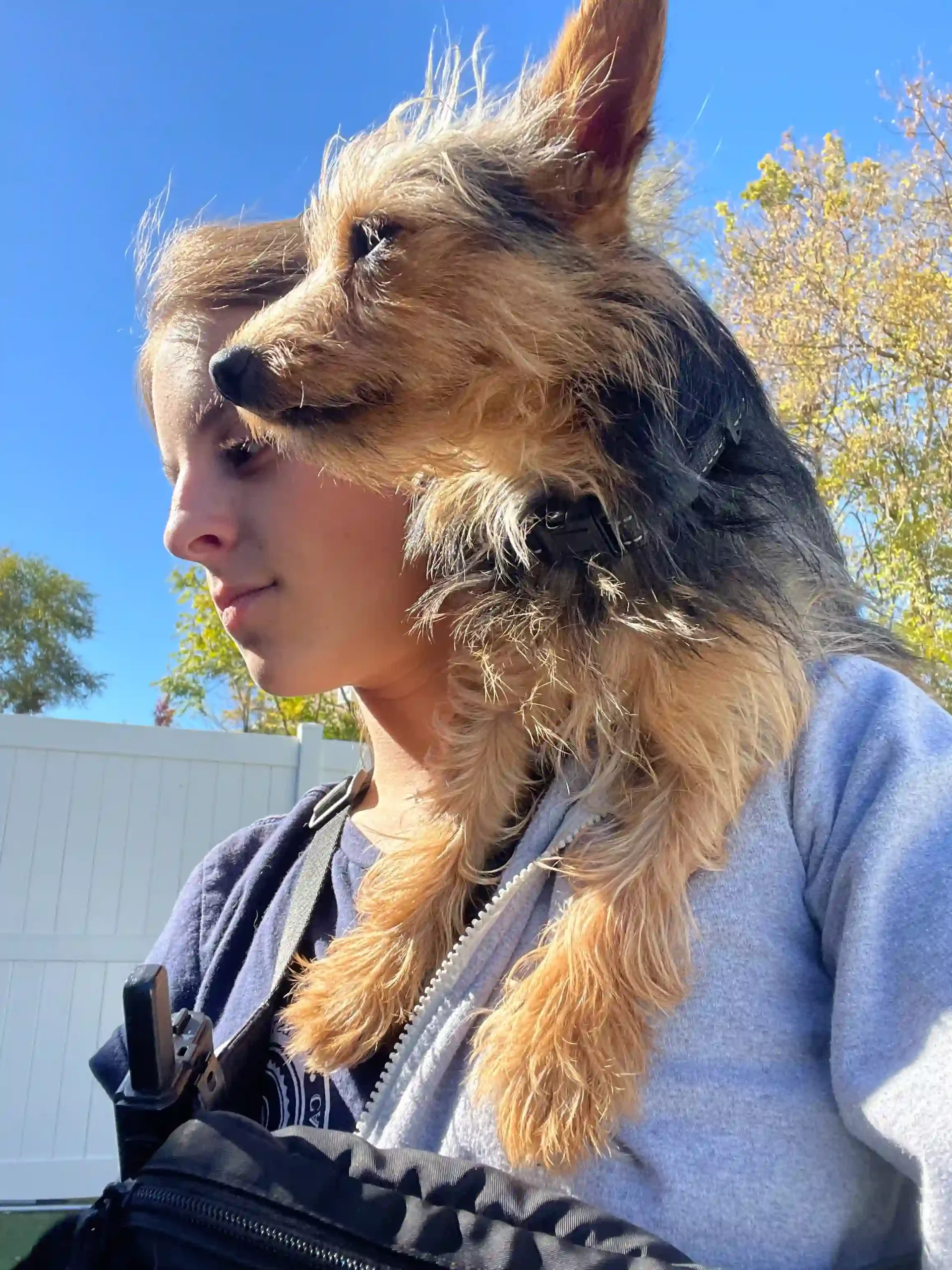 dog resting on workers shouler