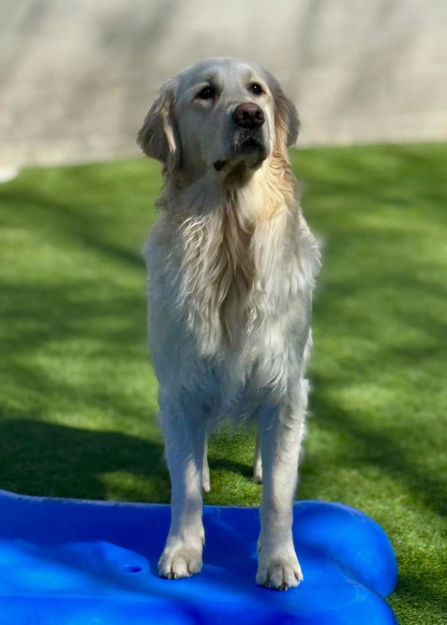 dog playing outside