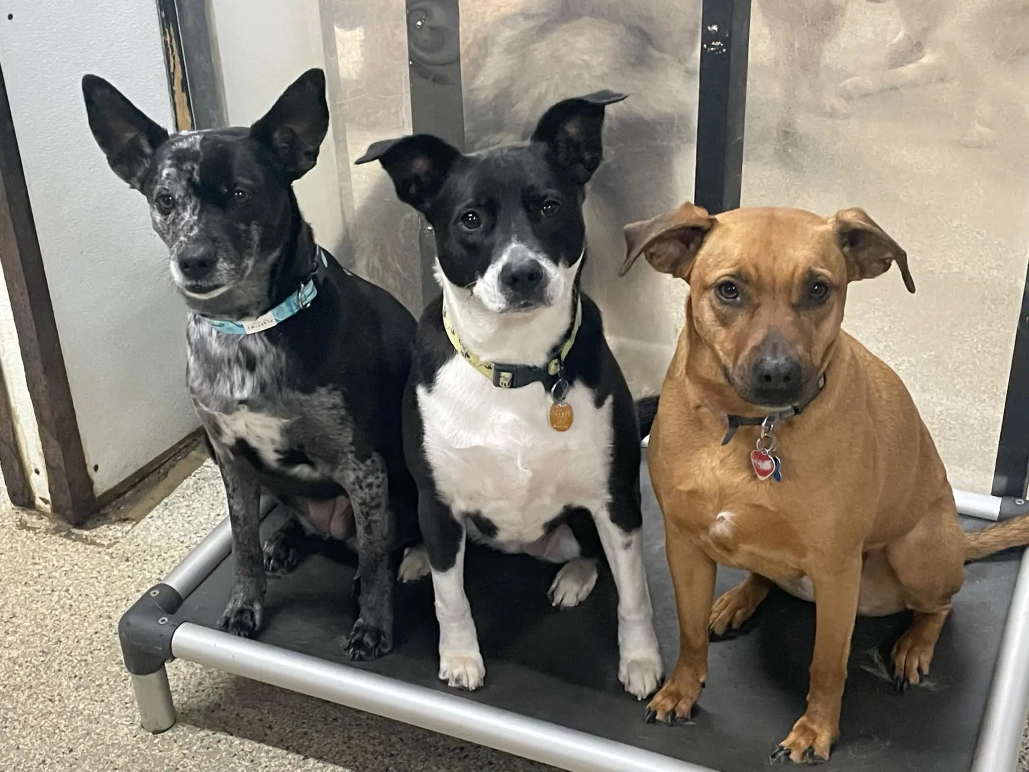 three dogs relaxing with each other